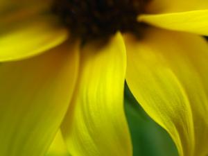 Collection Of Flower Fine Art Photographs